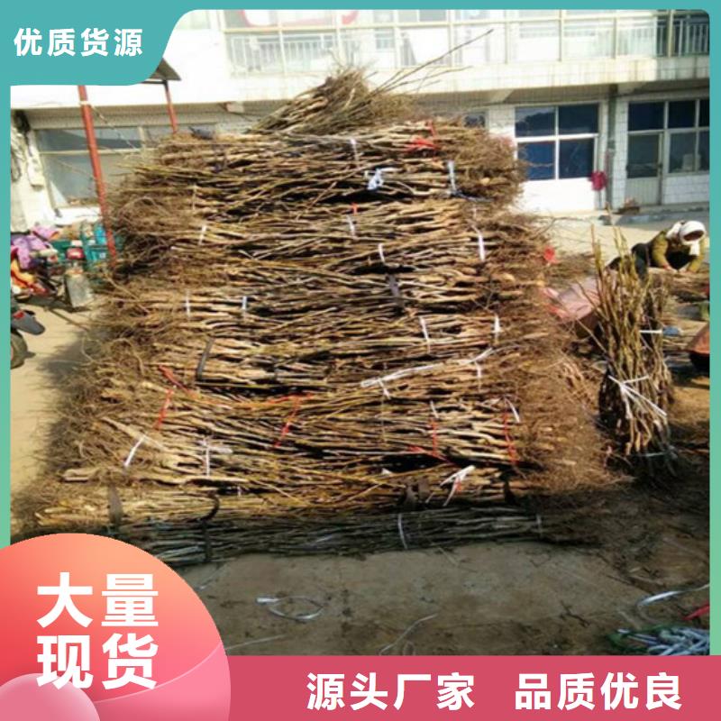 核桃苗毛蟠桃树苗基地货源直供