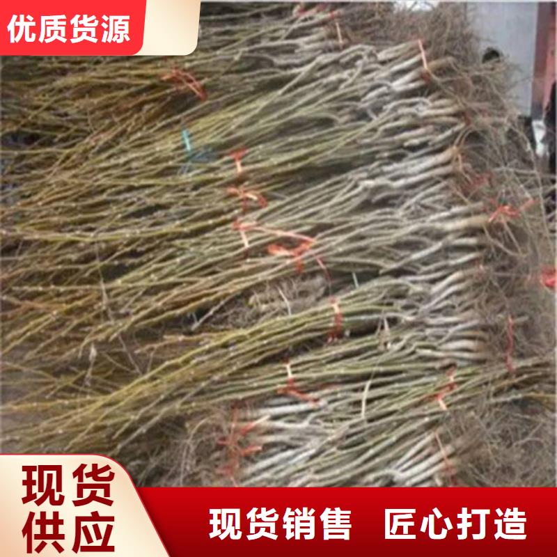 核桃苗大棚草莓苗用心做好每一件產(chǎn)品