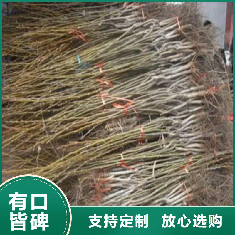 【核桃苗】草莓苗價格廠家規格全