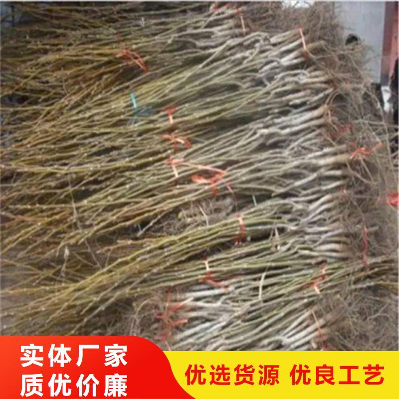 核桃苗蟠棗樹苗嚴格把關質量放心