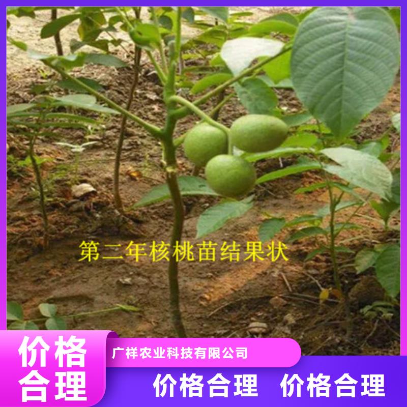 核桃苗_櫻桃苗用品質說話