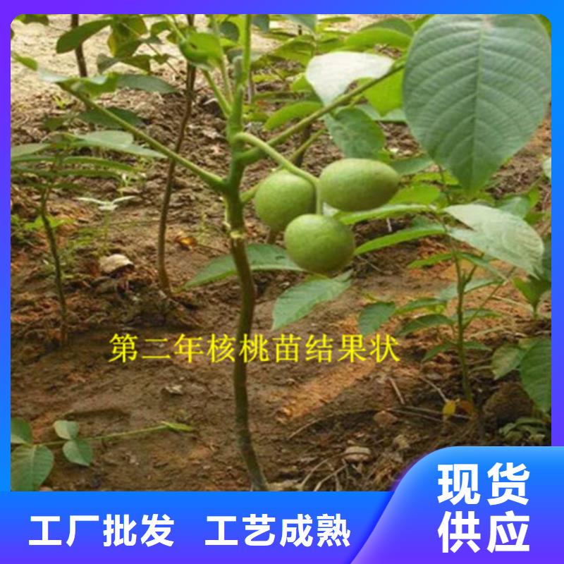 【核桃苗大棚草莓苗用心制造】