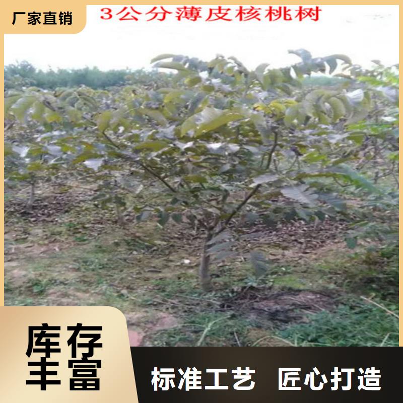 核桃苗蘋果苗基地把實惠留給您