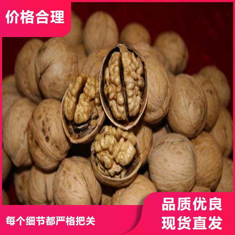 核桃苗【果樹苗】來圖加工定制