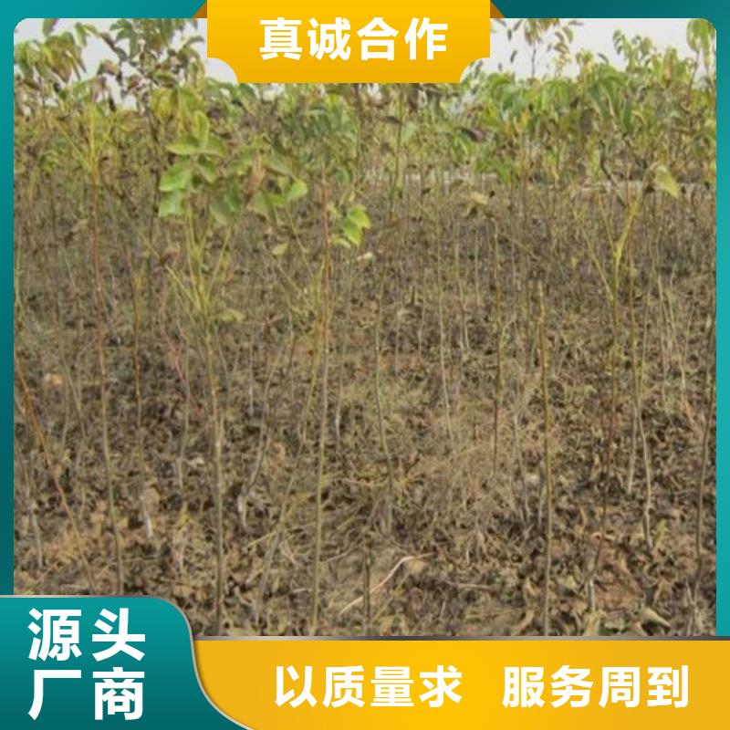 【核桃苗】-吉塞拉6號砧木加工定制