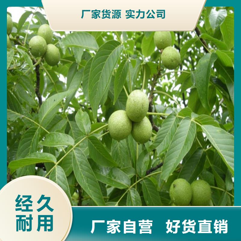 核桃苗_【大紅袍花椒苗】來圖定制量大從優(yōu)