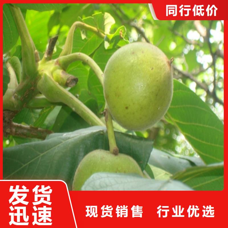 【核桃苗】夏黑葡萄苗質量好