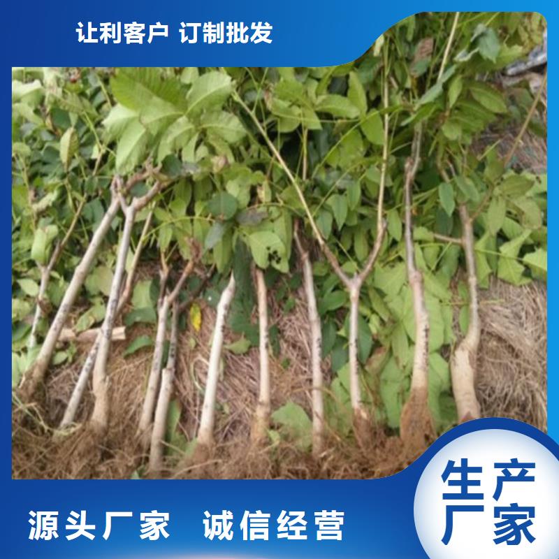 【核桃苗徐香獼猴桃樹苗適用范圍廣】