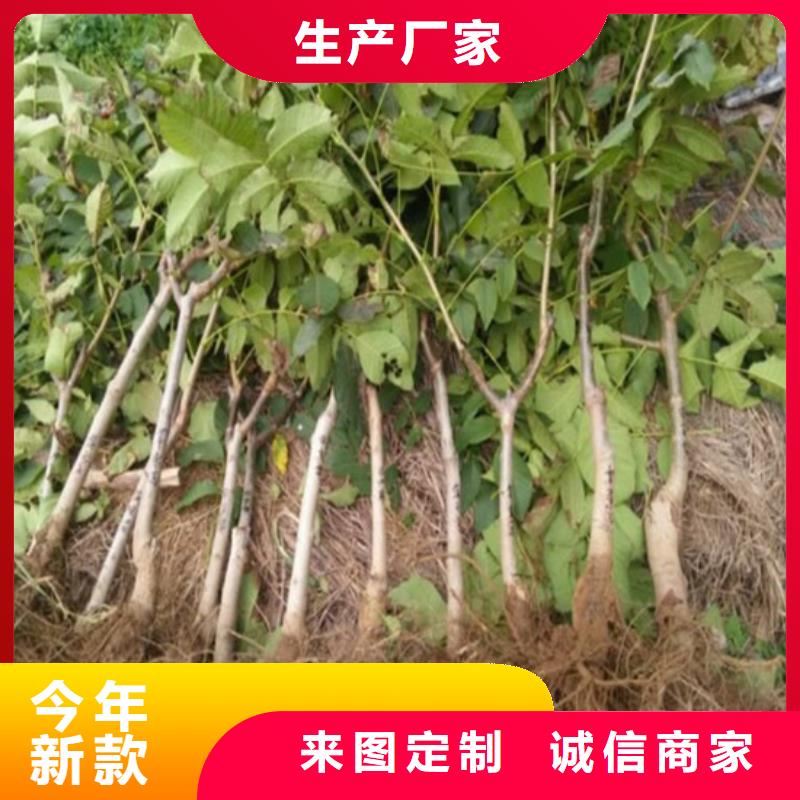 核桃苗【柱狀梨樹苗】主推產品