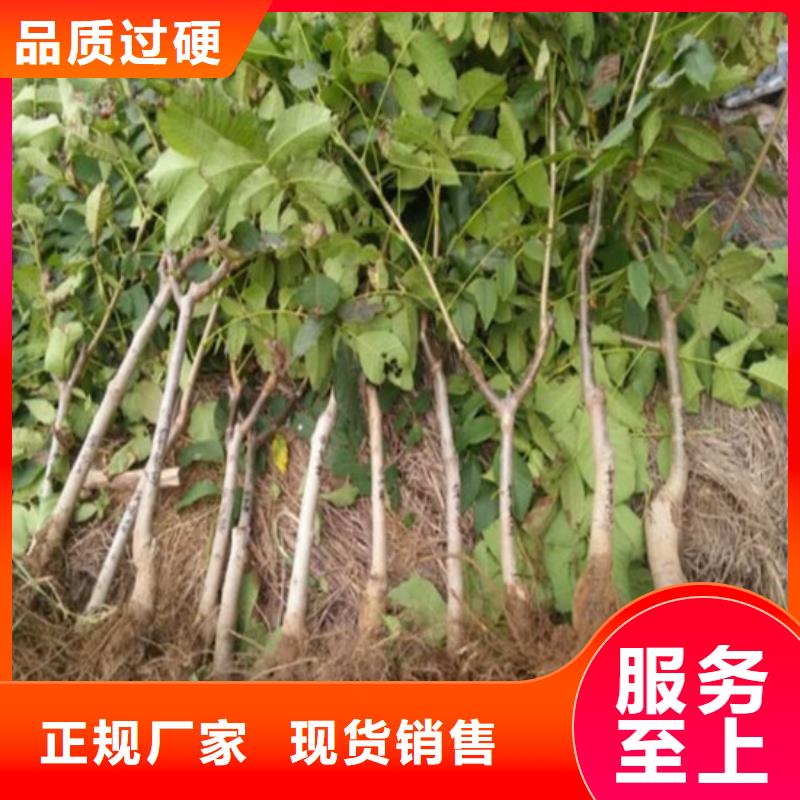 豐香核桃樹苗哪里好