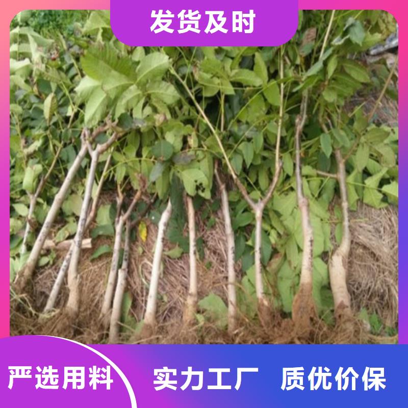 核桃苗大棚草莓苗用心做好每一件產(chǎn)品