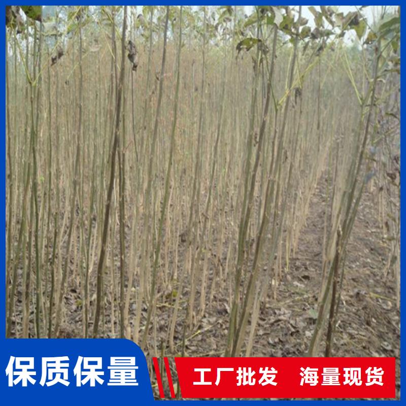 核桃苗火箭大櫻桃樹苗廠家質量過硬