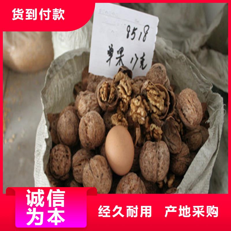 核桃苗藍(lán)寶石葡萄苗追求品質(zhì)