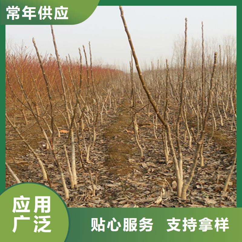 核桃苗【紅蜜桃樹苗】專業(yè)的生產廠家