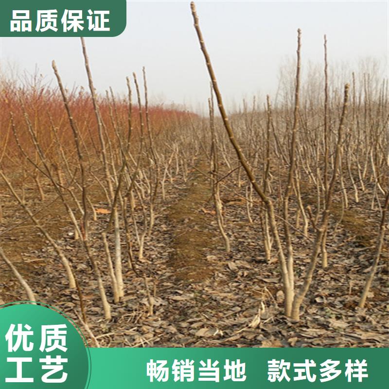 核桃苗【柱狀梨樹苗】主推產品