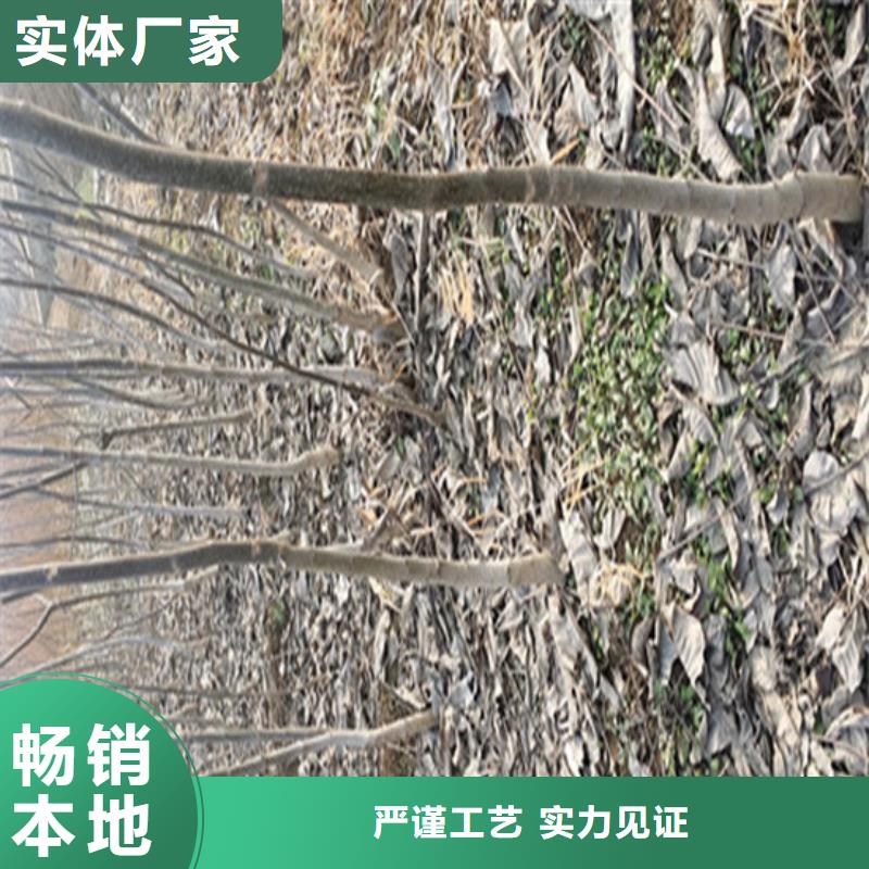 核桃苗-【毛蟠桃樹苗基地】細節決定品質