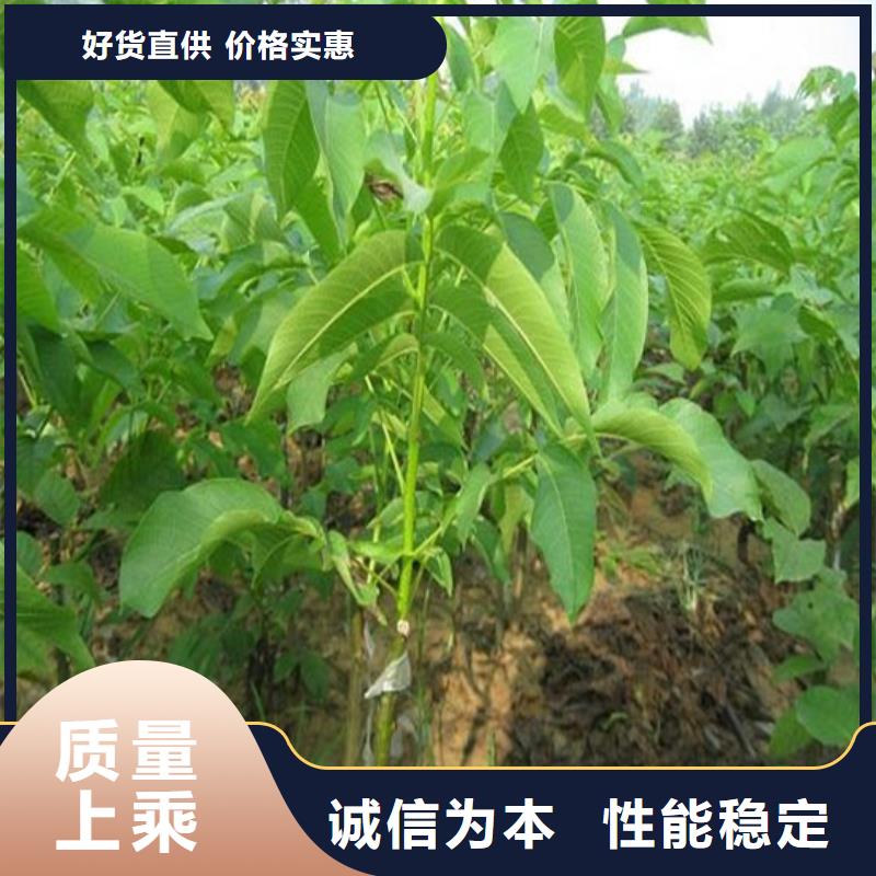 紙皮核桃苗2025已更新(今日/動態(tài))