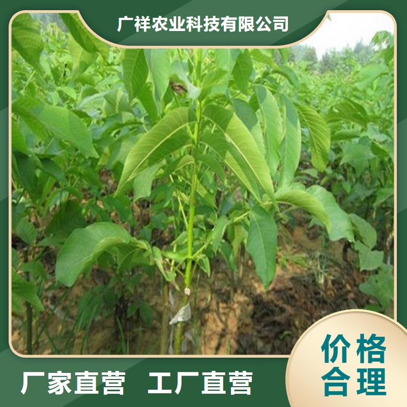 【核桃苗大棚草莓苗定金鎖價】