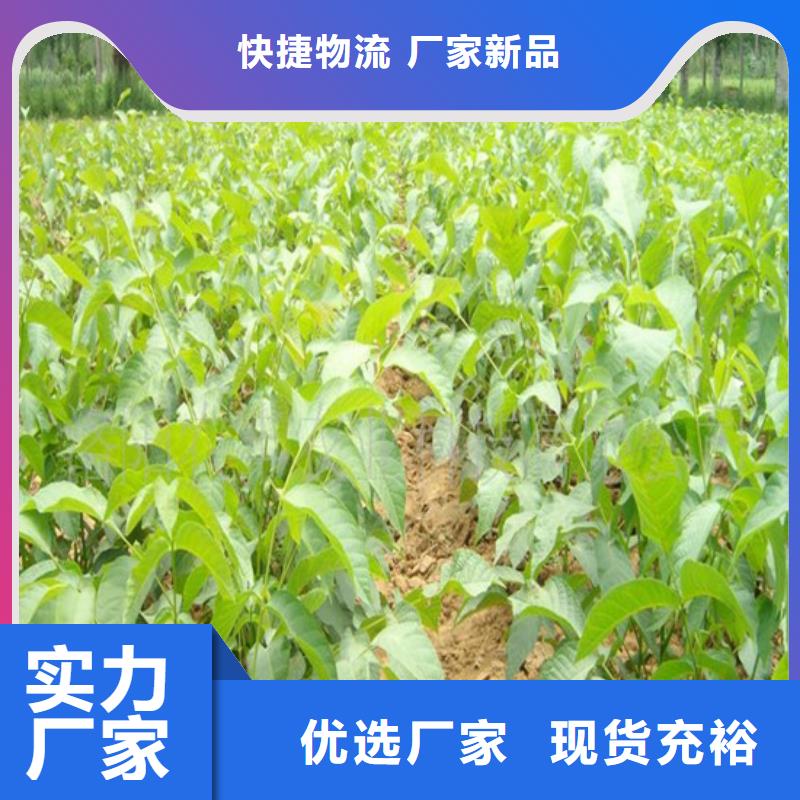 香玲核桃苗种植条件