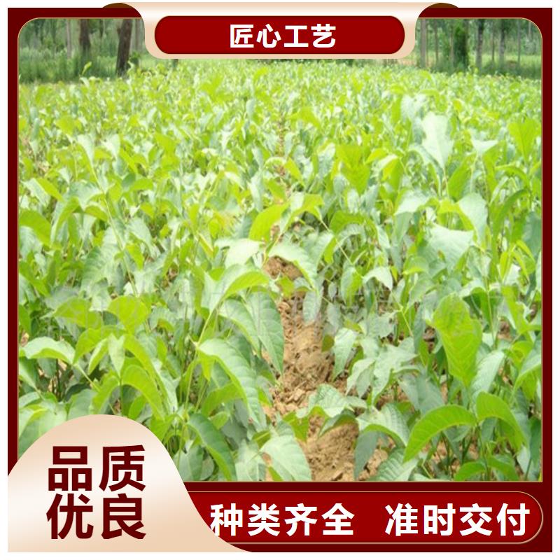 核桃苗【大棚草莓苗】免费安装