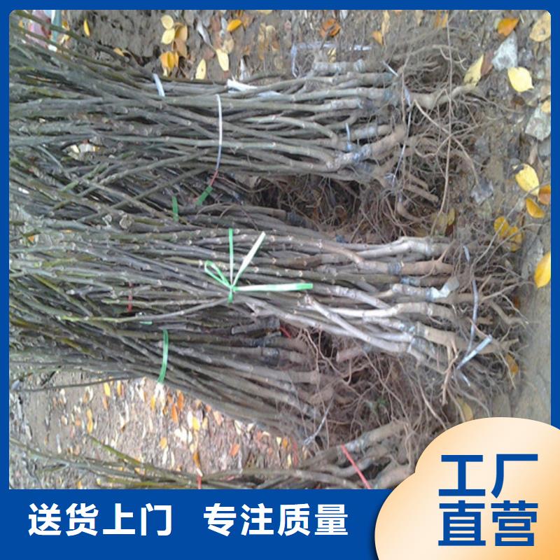 核桃苗种植地区