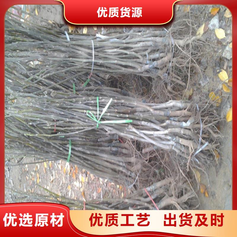 8518核桃苗哪里有种植的