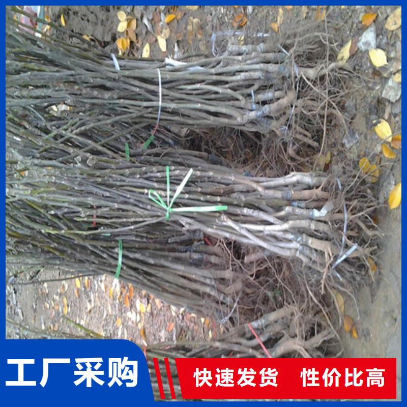 核桃实生苗基地出售