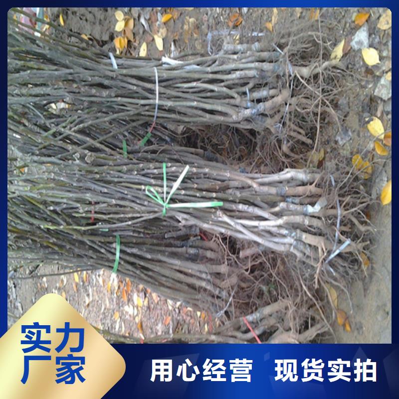 山核桃树苗哪里有种植的