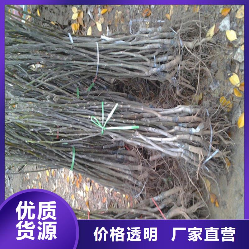 核桃苗蓝宝石葡萄苗注重细节