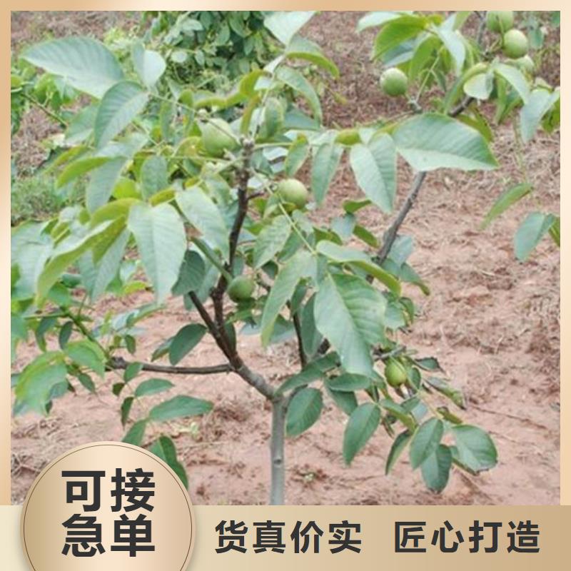 核桃苗草莓苗價(jià)格工廠自營(yíng)