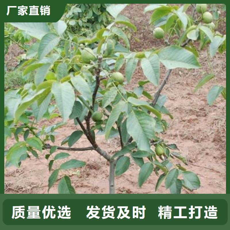 8518核桃苗哪里有种植的