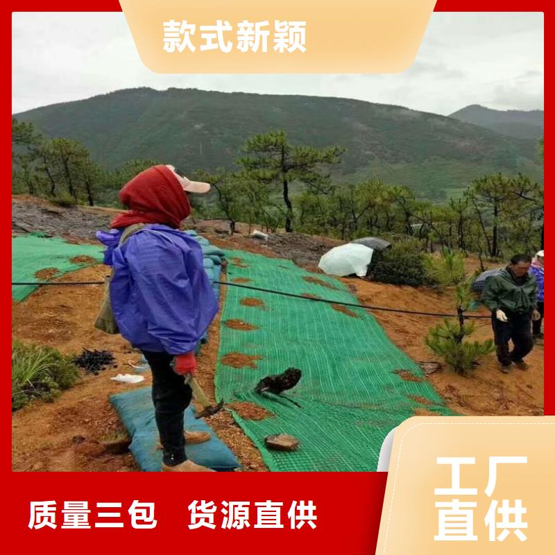 【椰丝毯】双向塑料土工格栅欢迎新老客户垂询