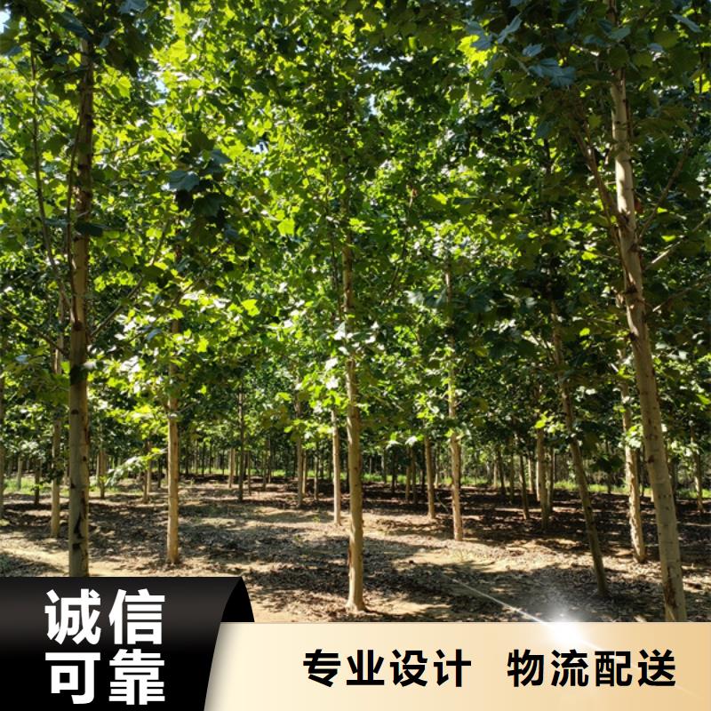 法桐價格歡迎訂購法桐基地