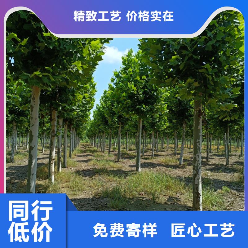 法桐價格種植基地法桐