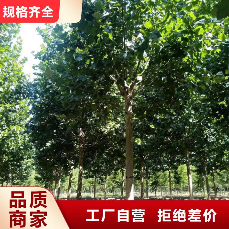 造型法桐種植基地法桐基地