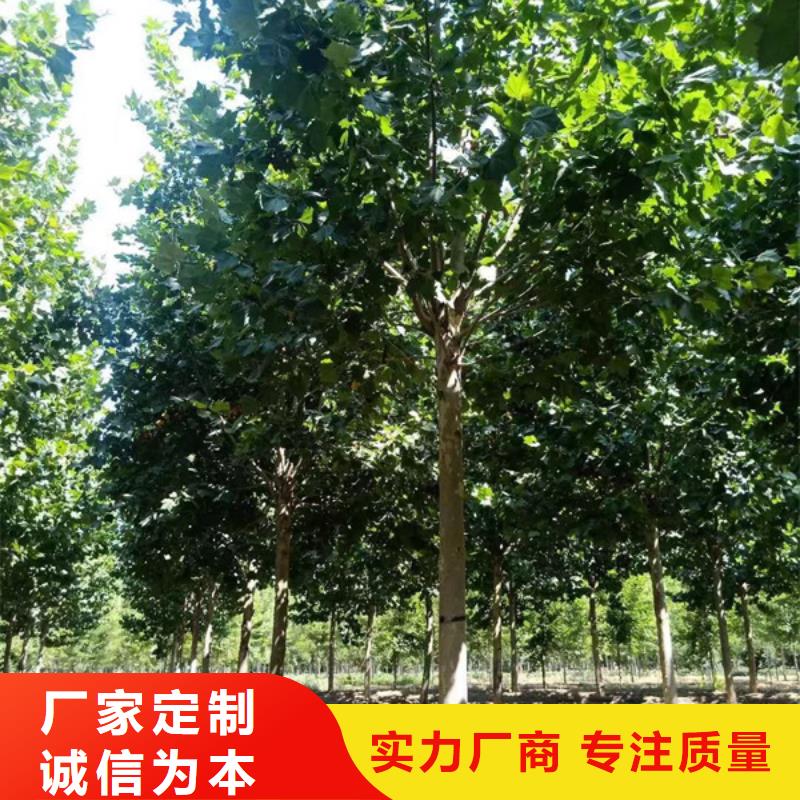 法桐樹12公分價(jià)格種植基地法桐