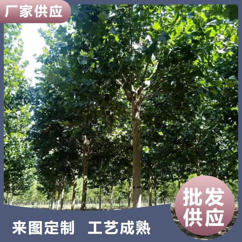 法桐小苗種植基地法桐