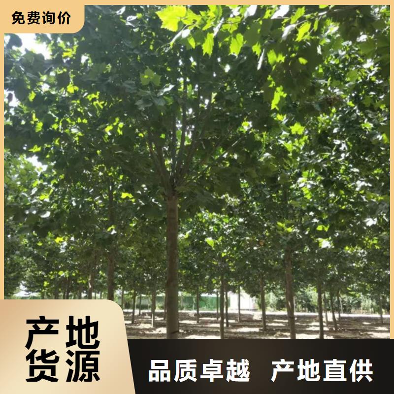 法桐小苗種植基地法桐