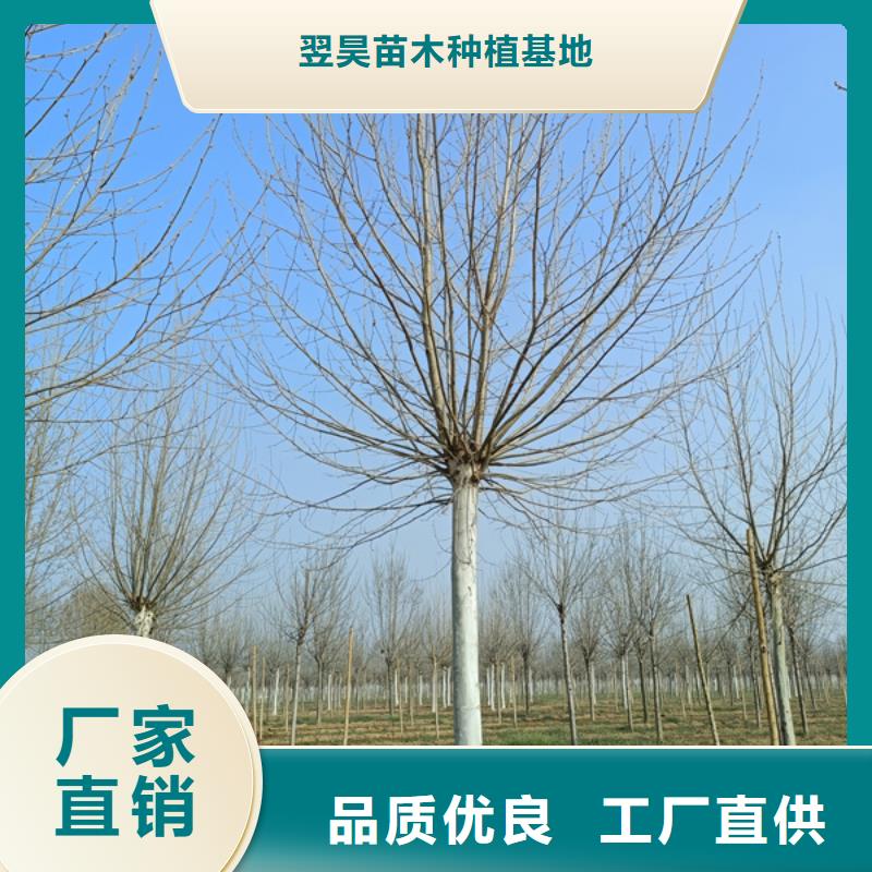 法桐价格种植基地法桐