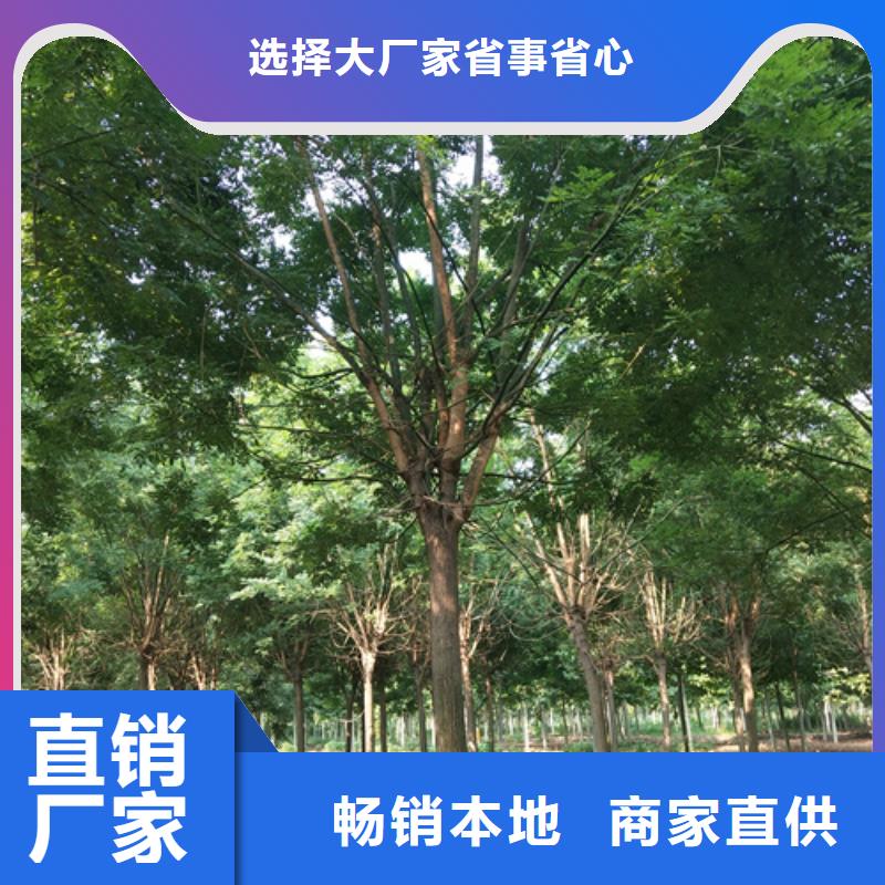 速生法桐擇優(yōu)推薦苗木基地