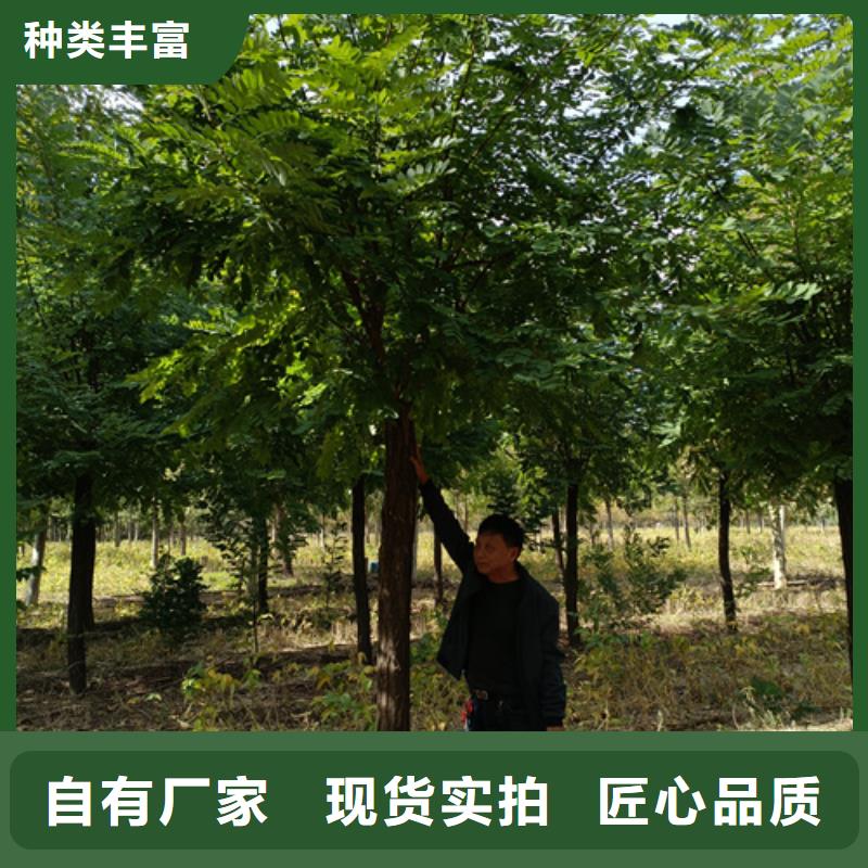 法桐小苗質量放心綠化苗木