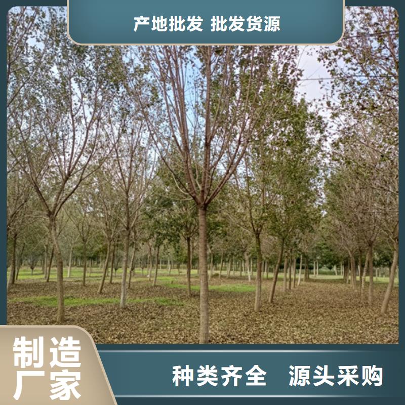 法桐小苗定做_翌昊苗木種植基地