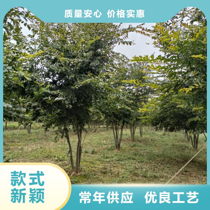 造型法桐找翌昊苗木種植基地