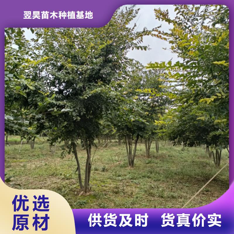 法桐價格種植基地綠化苗木