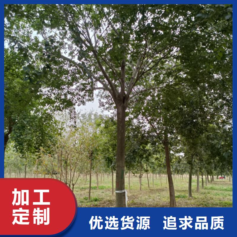 同質(zhì)量法桐行情，我們價(jià)格更合理