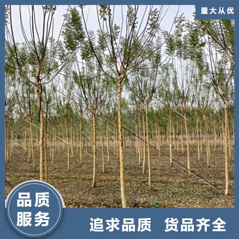 法桐价格种植基地绿化苗木