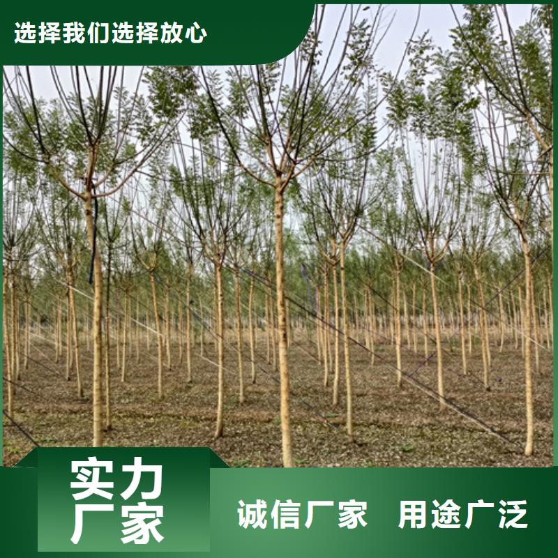 法桐五角楓分類和特點