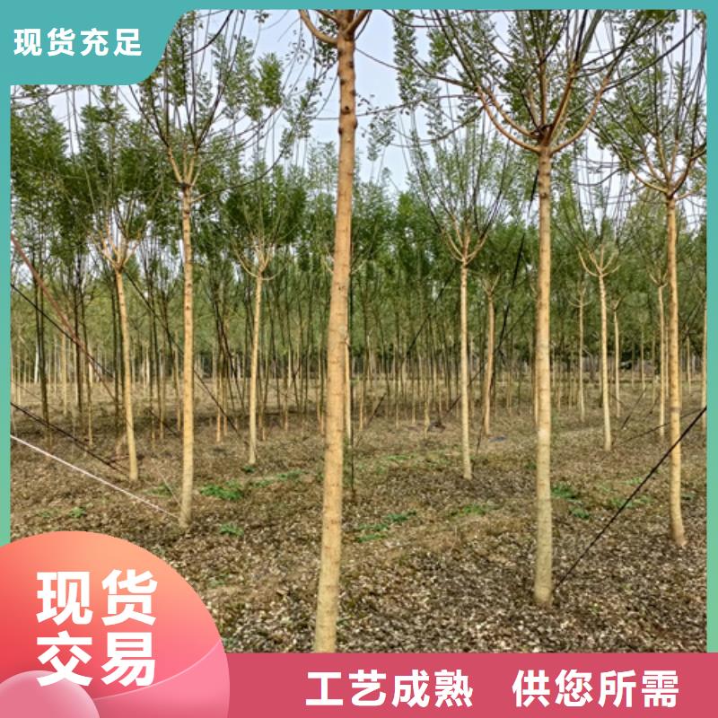 法桐小苗質(zhì)量保證綠化喬木