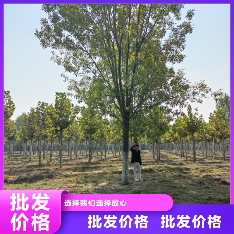 采購法桐行情_認準翌昊苗木種植基地_值得信賴