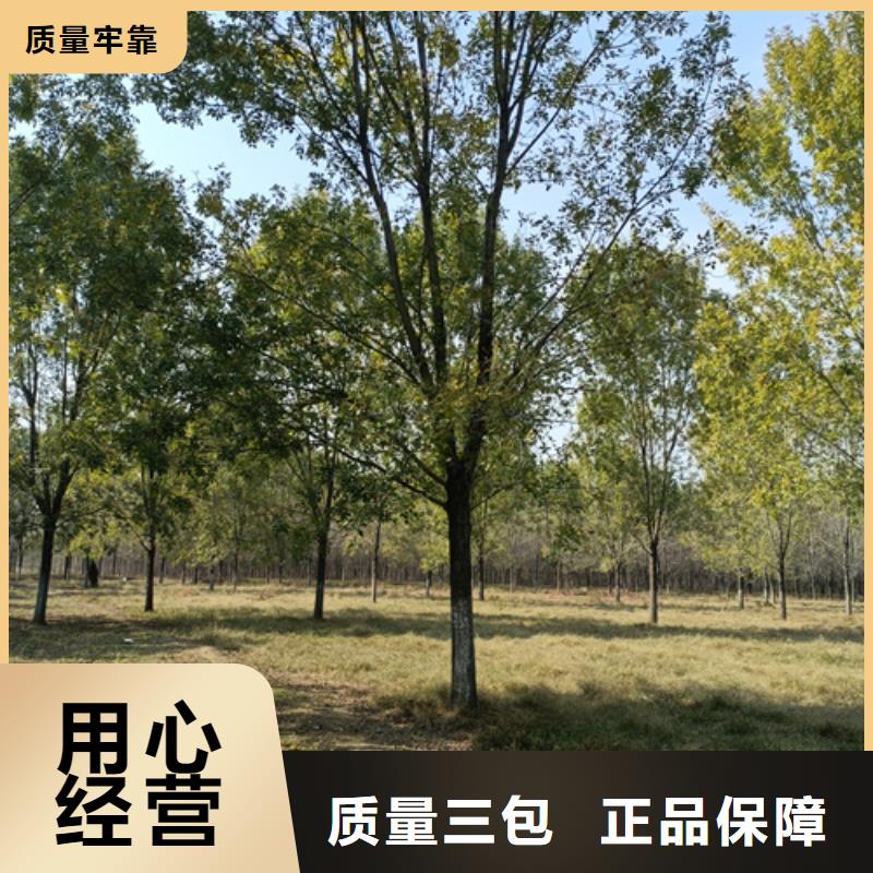 法桐價(jià)格質(zhì)量放心綠化苗木